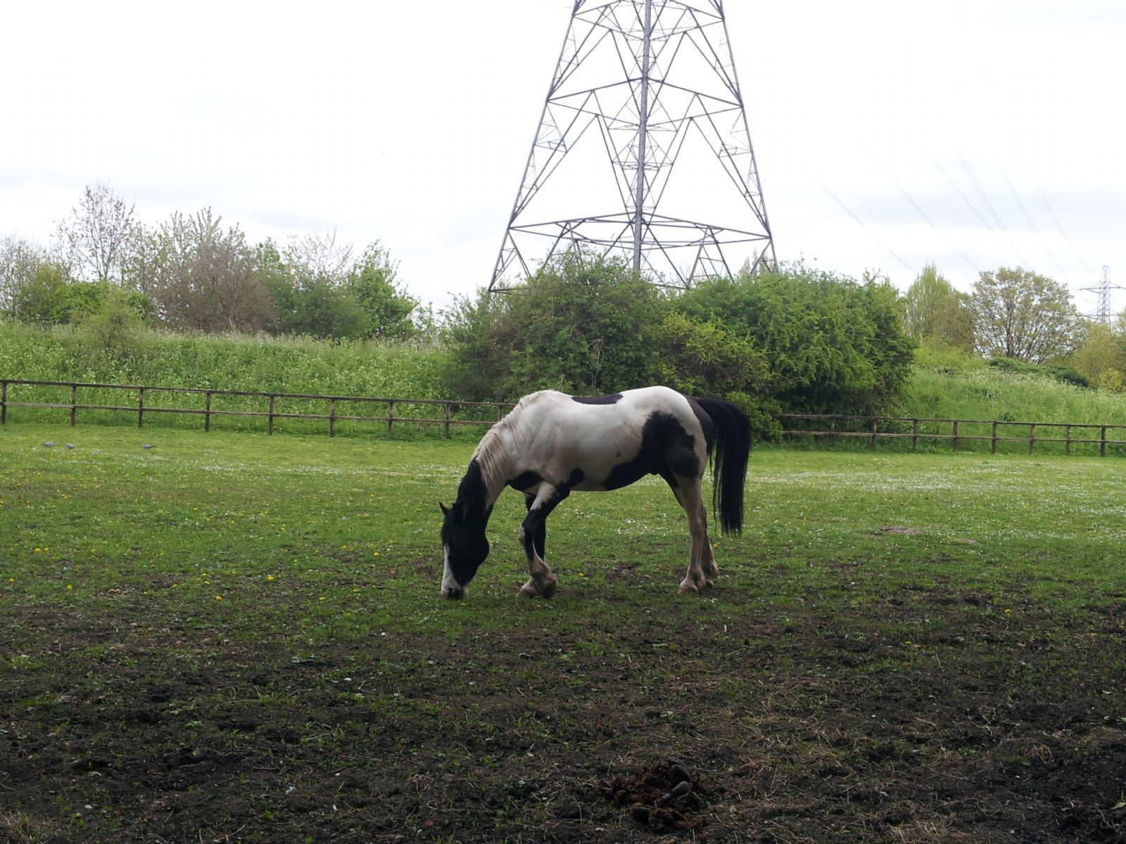 Lee Valley Riding Centre